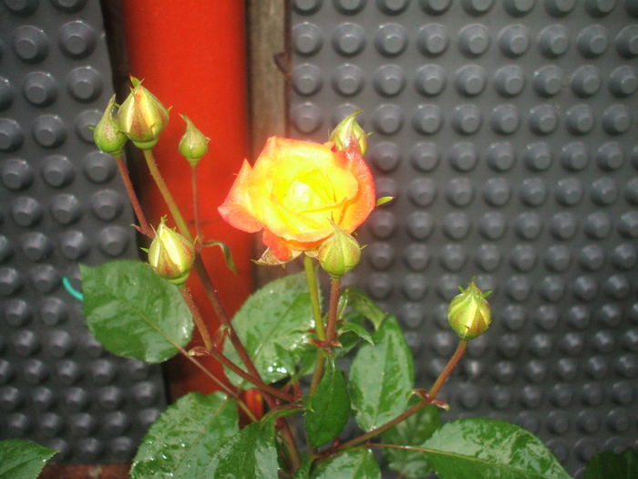 DSCF0540 - Flori din curtea noastra
