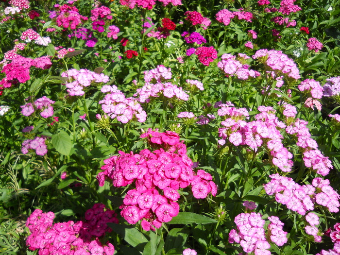 dianthus barbatus - 4  Flori vara 2010