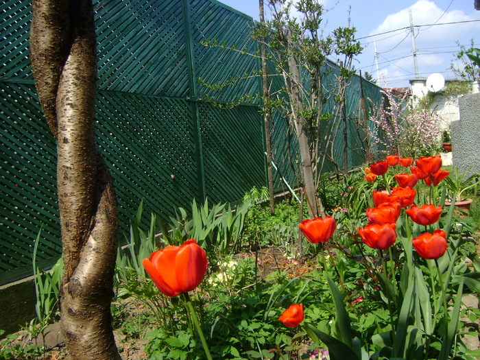 DSC06572 - GRADINA