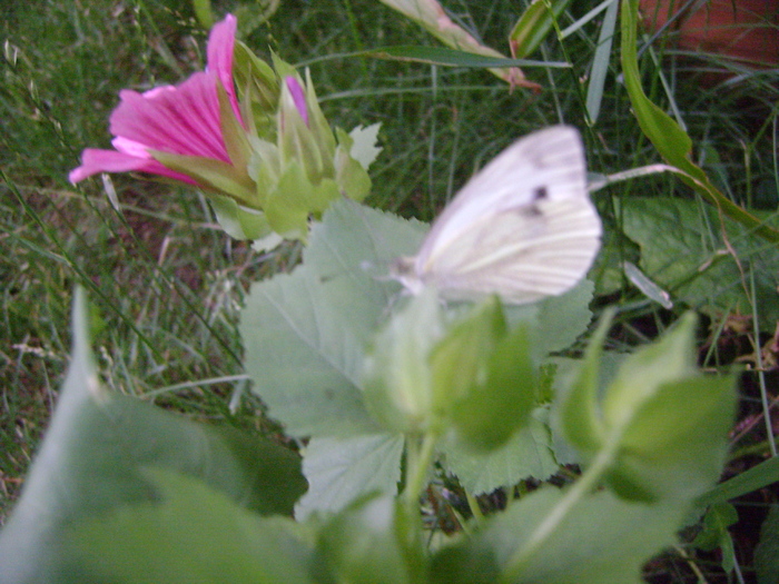 DSC07254 - GRADINA