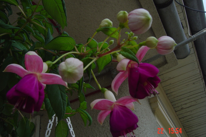 poze noi 411 - FUCSIA 2010-2011