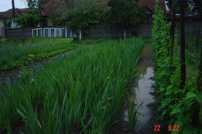 gladiole - GLADIOLE 2010