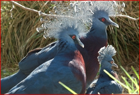 fp_3764896_barm_baby_pigeon_100809