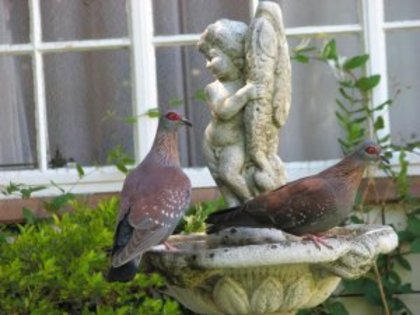 rock-pigeons