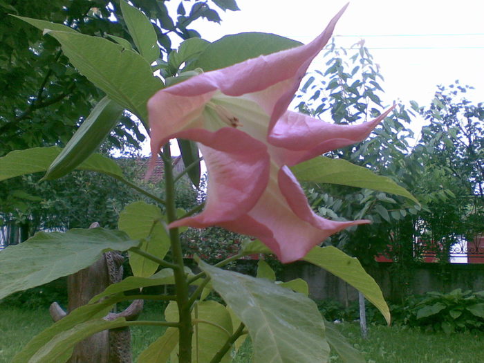 somnoroasa dimineata