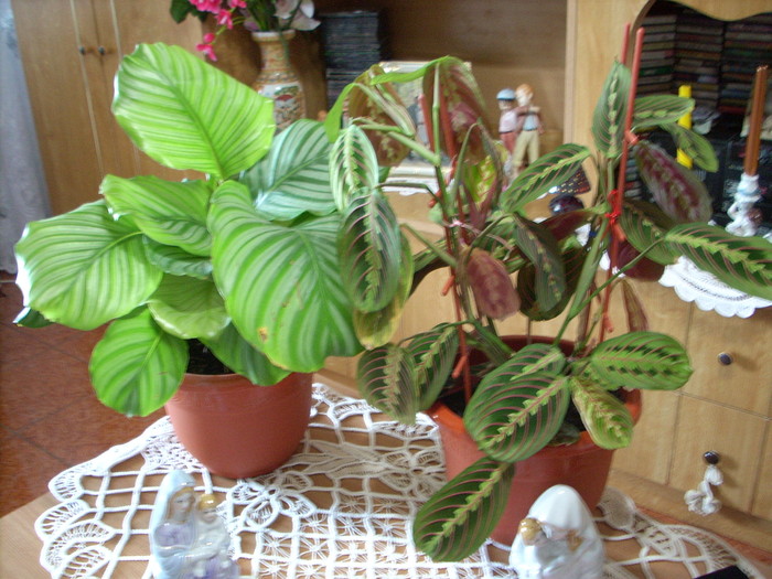 CALATHEA  SI  MARANTA; VARA E O PROBLEMA PENTRU CA VOR STROPITE IN FIECARE ZI .
