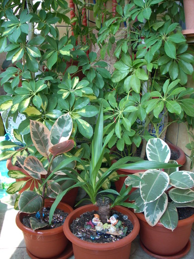 SCHEFFLERA ....... FICUSI ...YUCCA; MIE MI PLAC MULT SI LE IUBESC NESPUS.
