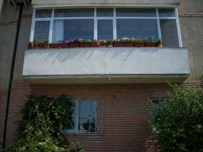 FLORI LA BALCON; ASTEA SANT FLORILE MELE DE LA BALCON ...... DAR ACUM SANT MULT MAI MARI SI BOGATE !
