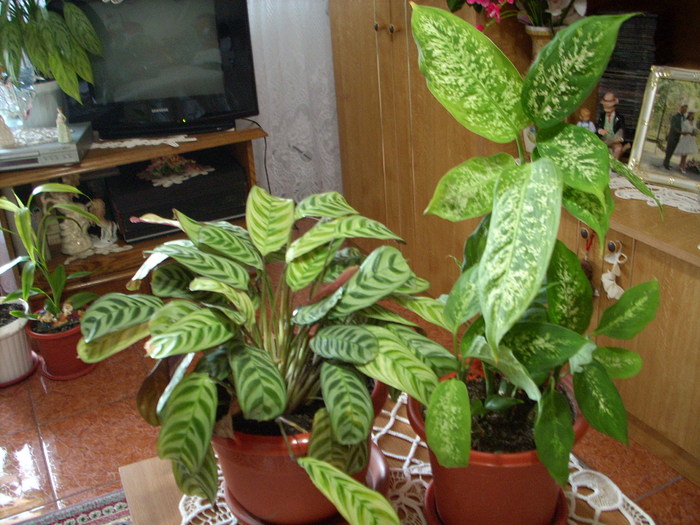 SPATHILIUM SI CALATHEA - PRINTESELE MELE DIN CASA  2