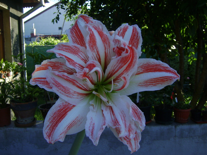  - AMARYLLIDACEAE-Hippeastrum