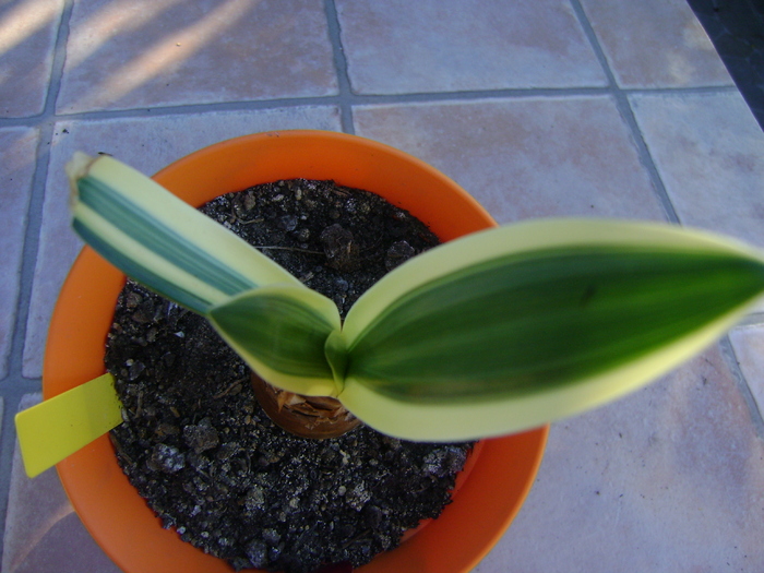  - AMARYLLIDACEAE-Hippeastrum