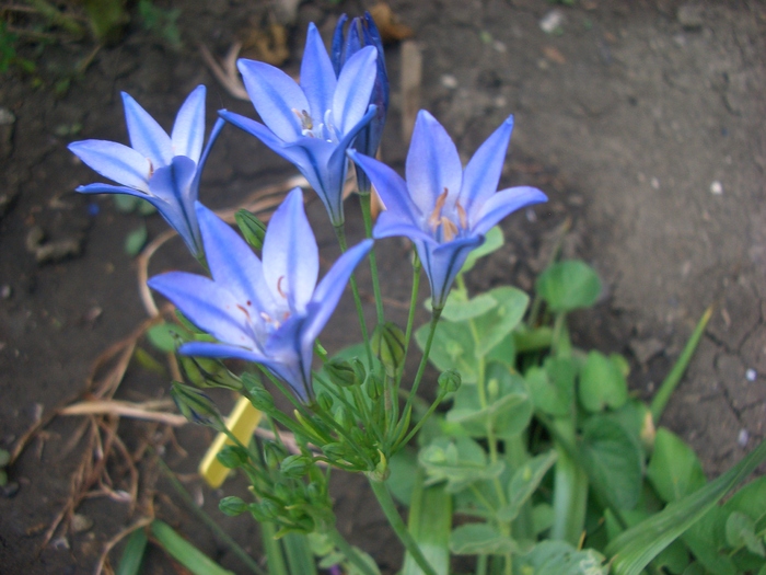 triteleia - gradina 2010