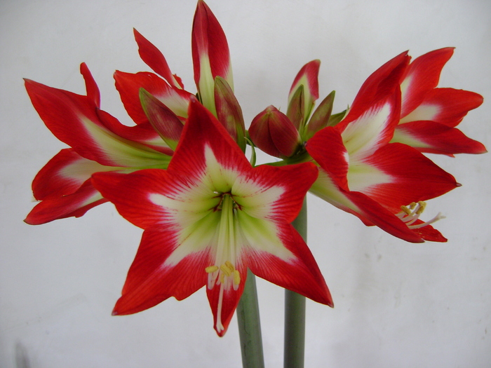 H.Tres Chic - AMARYLLIDACEAE-Hippeastrum