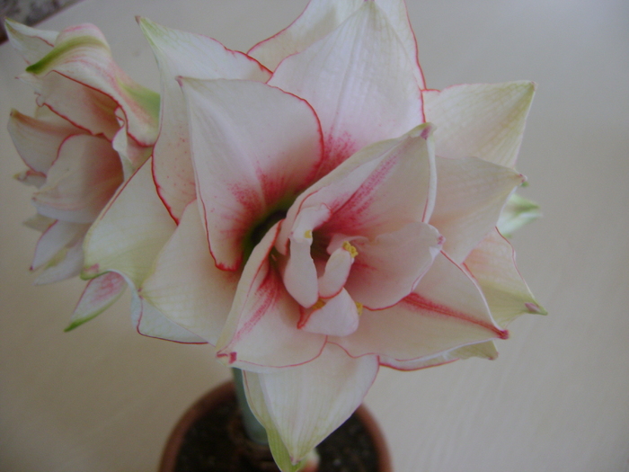 Elvas - AMARYLLIDACEAE-Hippeastrum