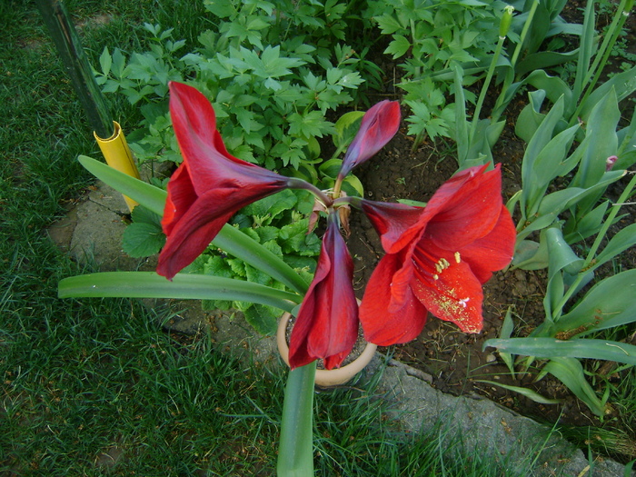  - AMARYLLIDACEAE-Hippeastrum