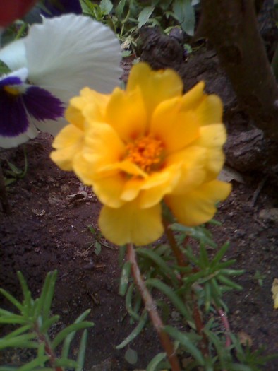 floare de piatra - florile mele