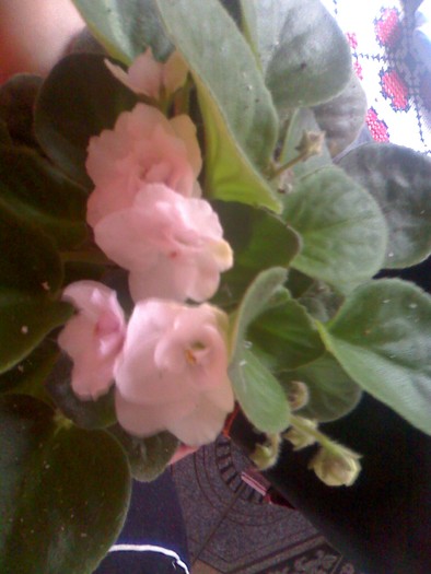 moto_2122 - florile mele