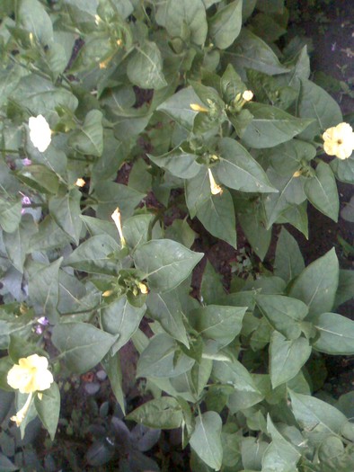 moto_2126 - florile mele