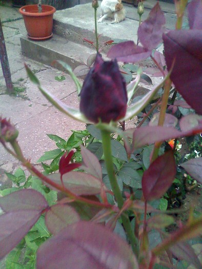 trandafir mov - florile mele