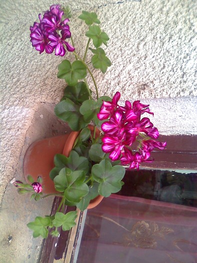 muscata - florile mele
