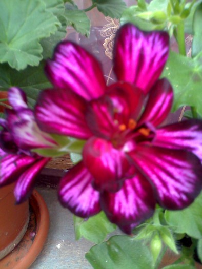 muscataaa - florile mele