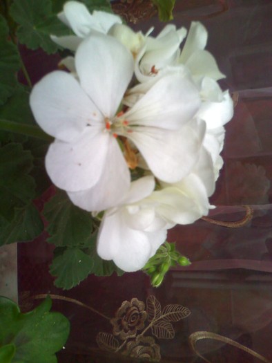 muscata alba(pui) - florile mele