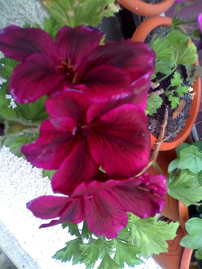moto_2132 - florile mele