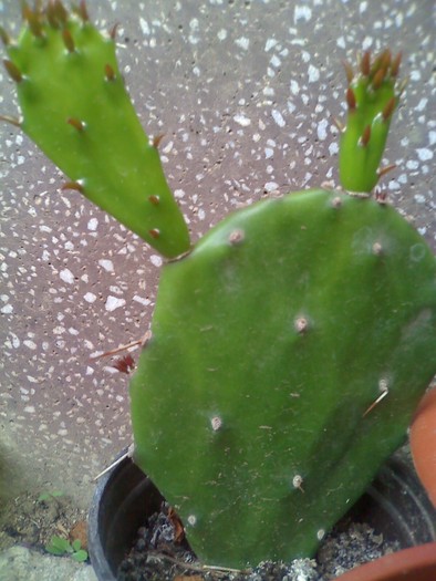 limba soacrei - florile mele