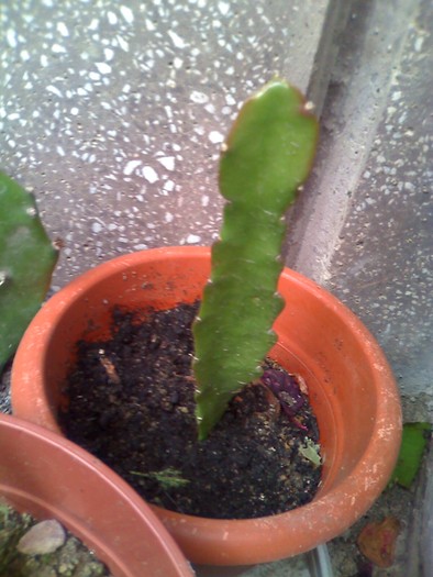 cactus - florile mele