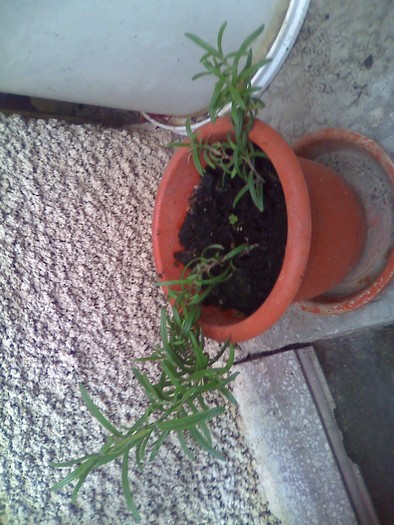 rozmarin - florile mele