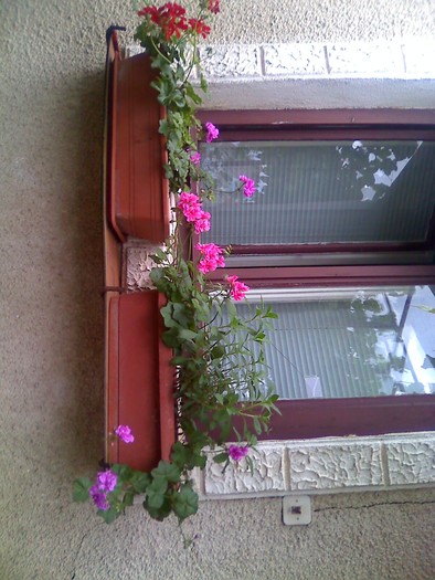 moto_2143 - florile mele