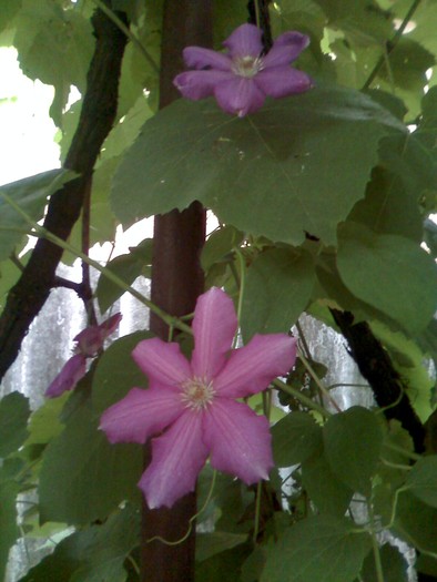 clemats - florile mele