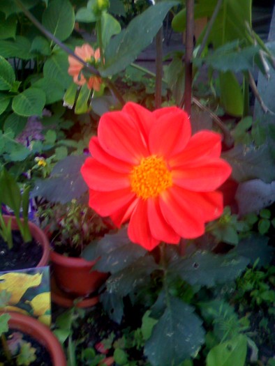moto_2150 - florile mele