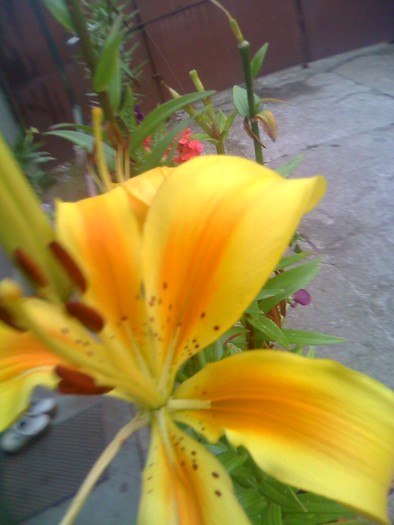crin - florile mele