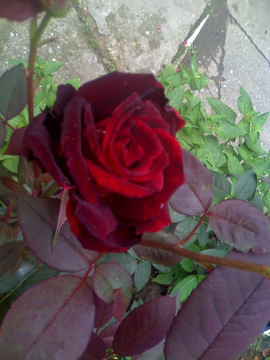 trandafir rosu inchis