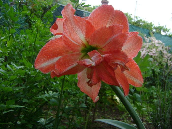  - AMARYLLIDACEAE-Hippeastrum