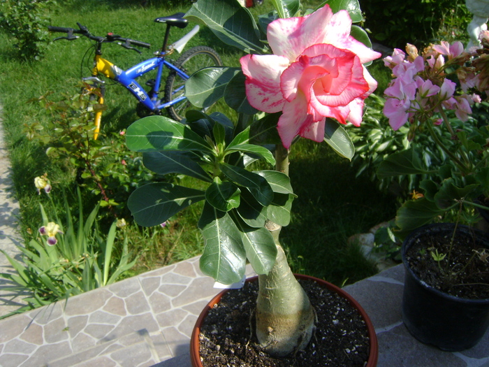  - Adenium Hoya si alte plante suculente