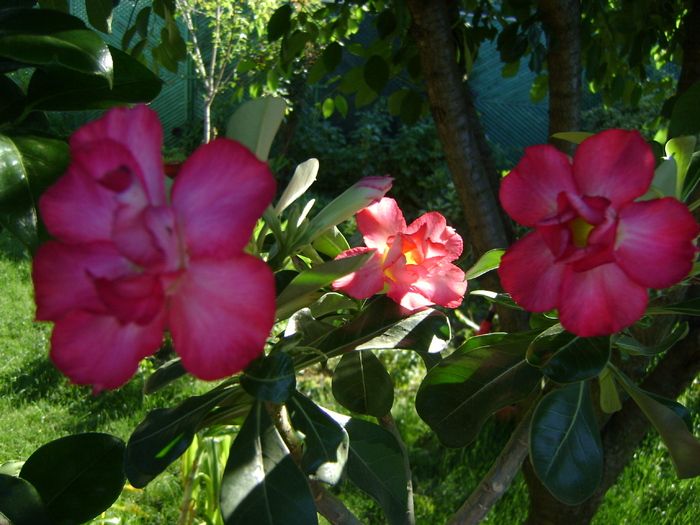  - Adenium Hoya si alte plante suculente