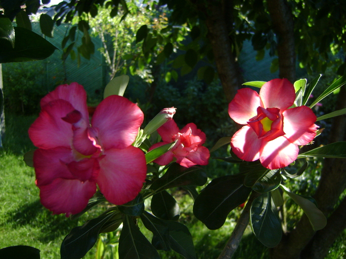  - Adenium Hoya si alte plante suculente