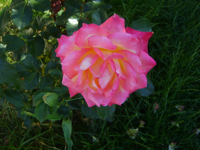 DSC07071