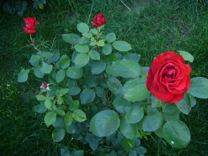 DSC07073