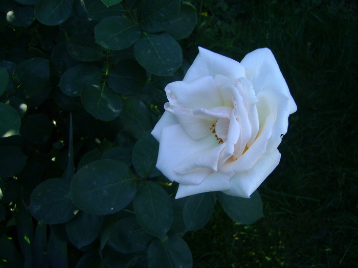 DSC07075
