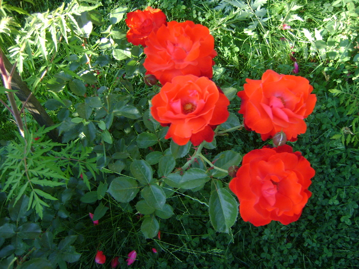 DSC07080