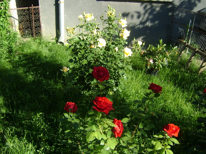 DSC07082