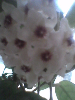 Imag0147 - Hoya - floarea de ceara