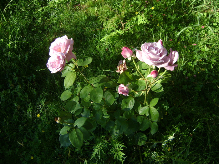 DSC07083