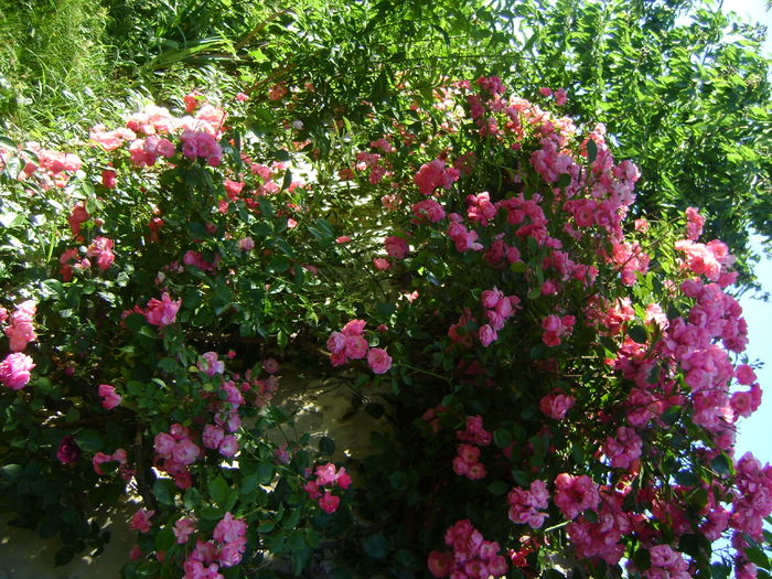 DSC07085