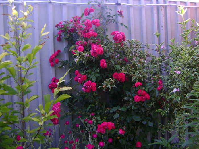 DSC07088