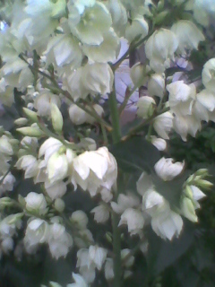 yucca (1)