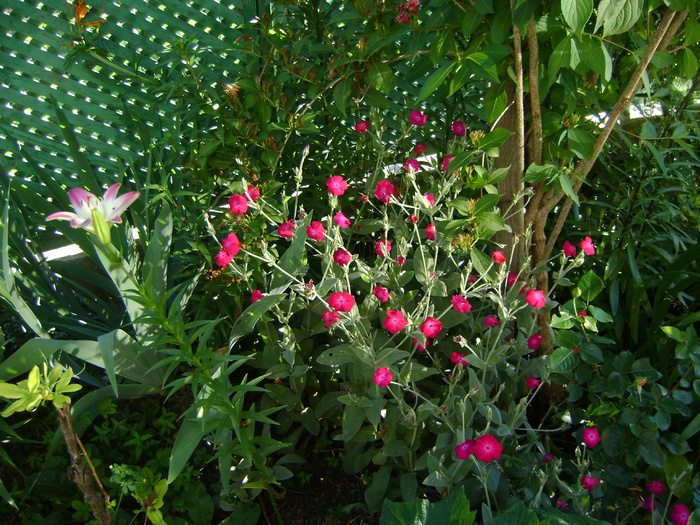 DSC07090